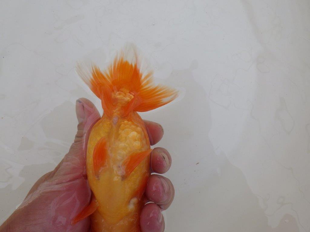 【 和歌山　濱田氏　系統魚】当歳らんちゅう　F　約1５㎝  四ッ尾　二本舵　メス？