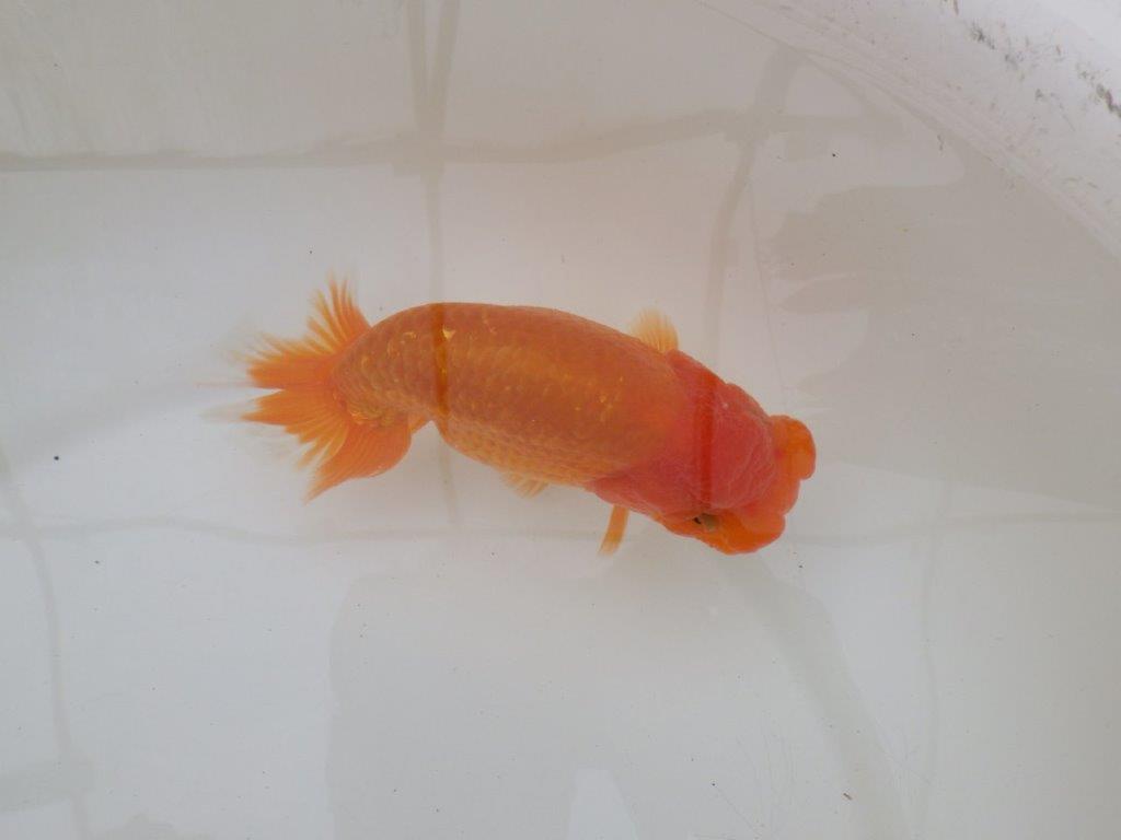 【 和歌山　濱田氏　系統魚】当歳らんちゅう　F　約1５㎝  四ッ尾　二本舵　メス？