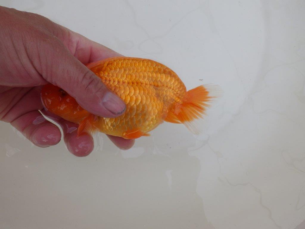 【 和歌山　濱田氏　系統魚】当歳らんちゅう　F　約1５㎝  四ッ尾　二本舵　メス？