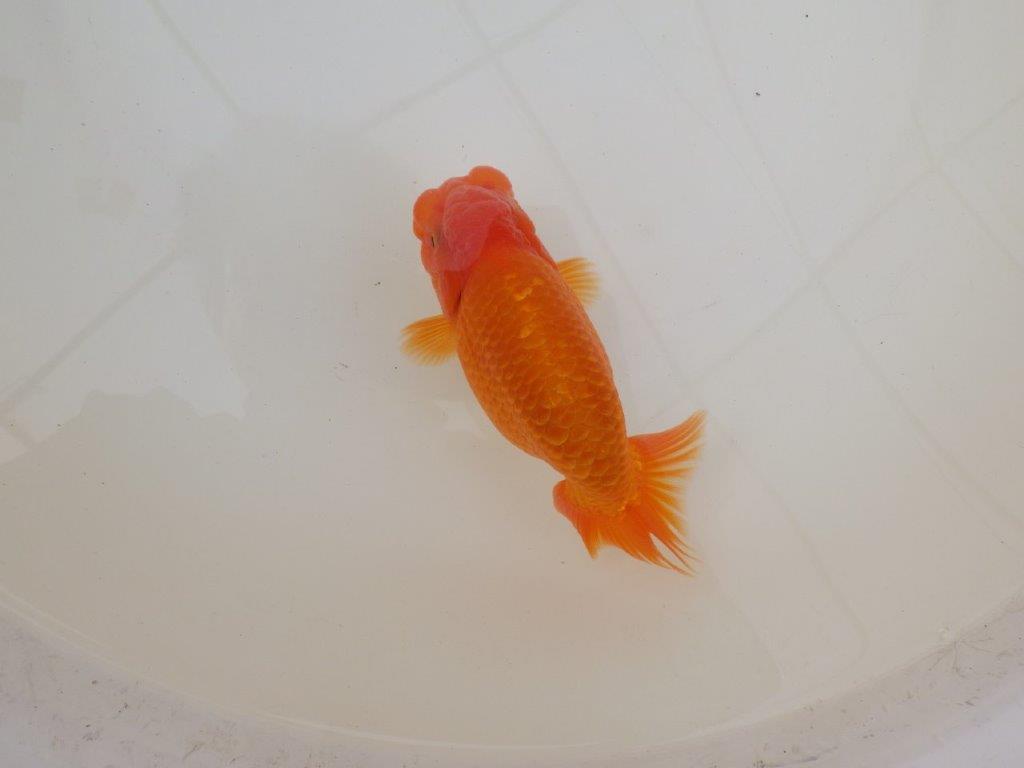 【 和歌山　濱田氏　系統魚】当歳らんちゅう　G　約14,５㎝  四ッ尾　二本舵　オス？