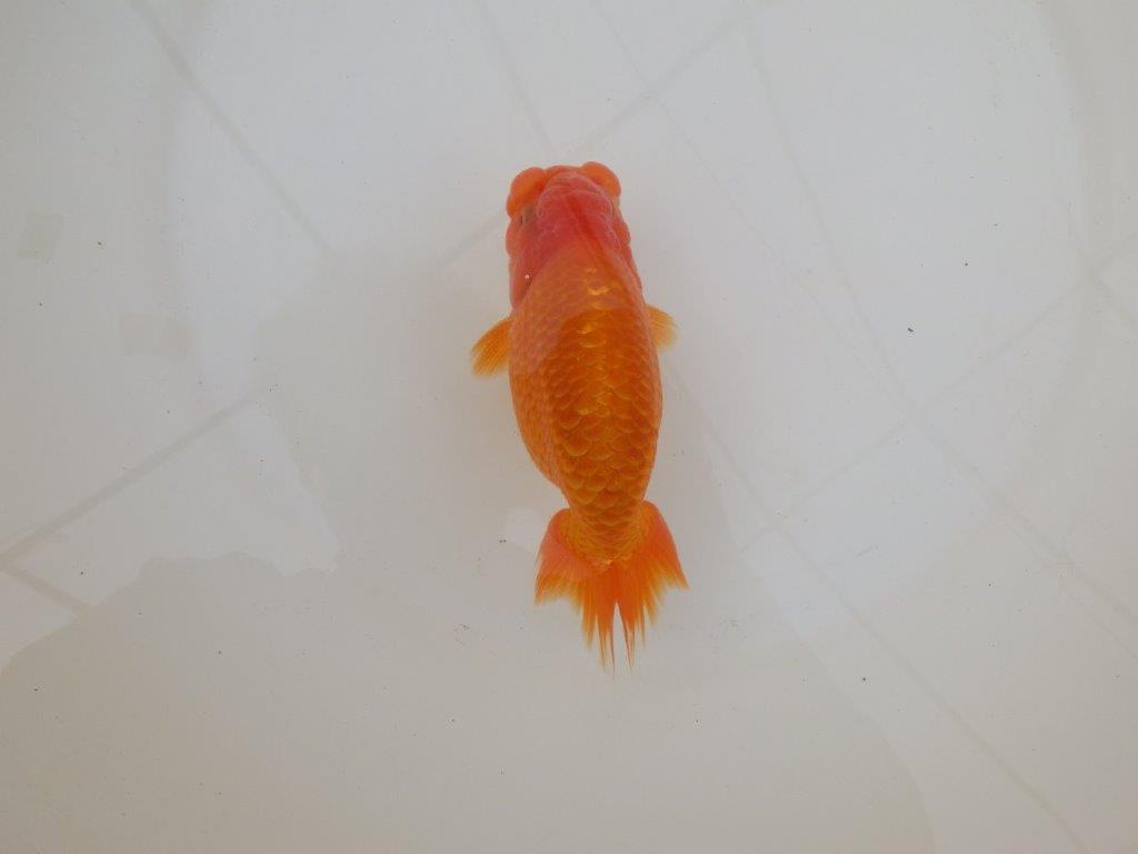 【 和歌山　濱田氏　系統魚】当歳らんちゅう　G　約14,５㎝  四ッ尾　二本舵　オス？