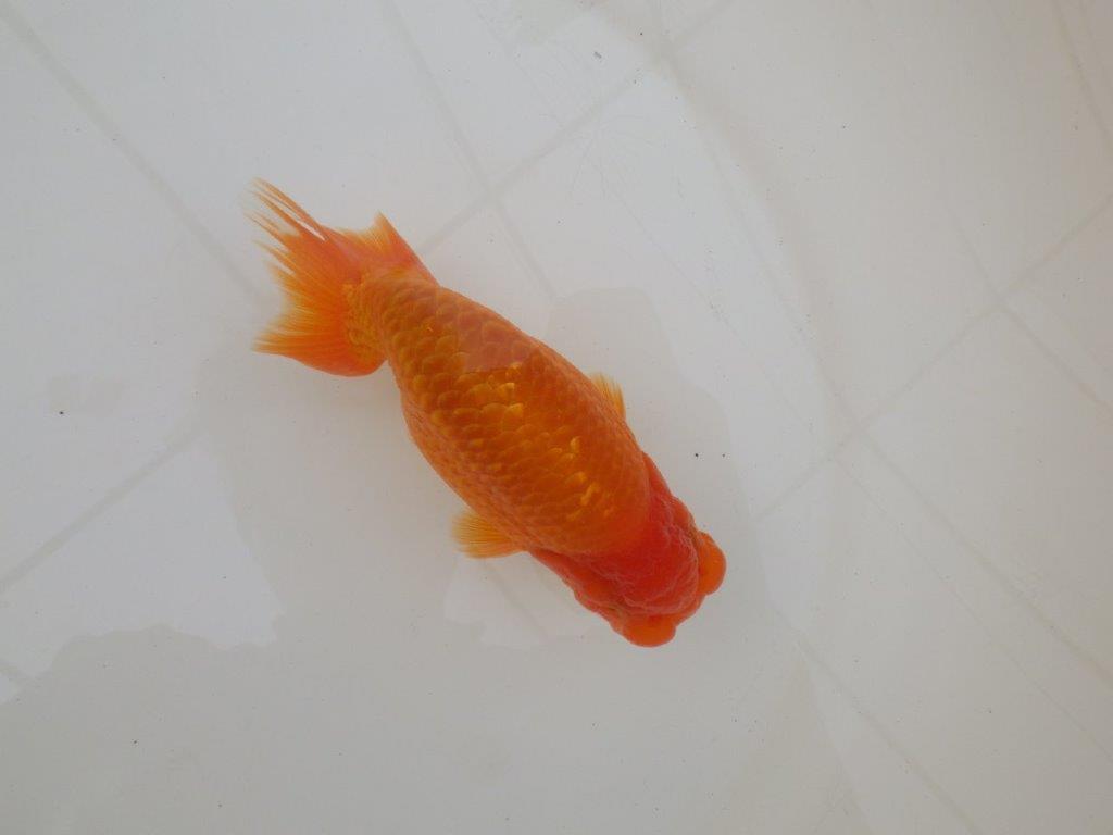 【 和歌山　濱田氏　系統魚】当歳らんちゅう　G　約14,５㎝  四ッ尾　二本舵　オス？