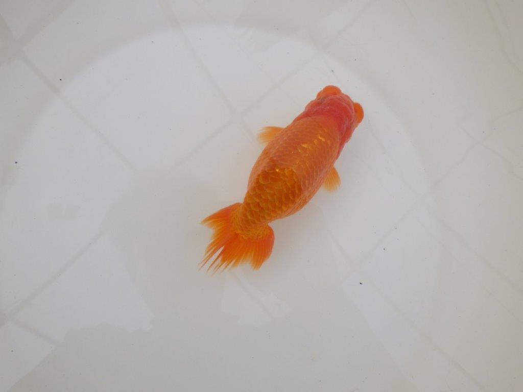 【 和歌山　濱田氏　系統魚】当歳らんちゅう　G　約14,５㎝  四ッ尾　二本舵　オス？