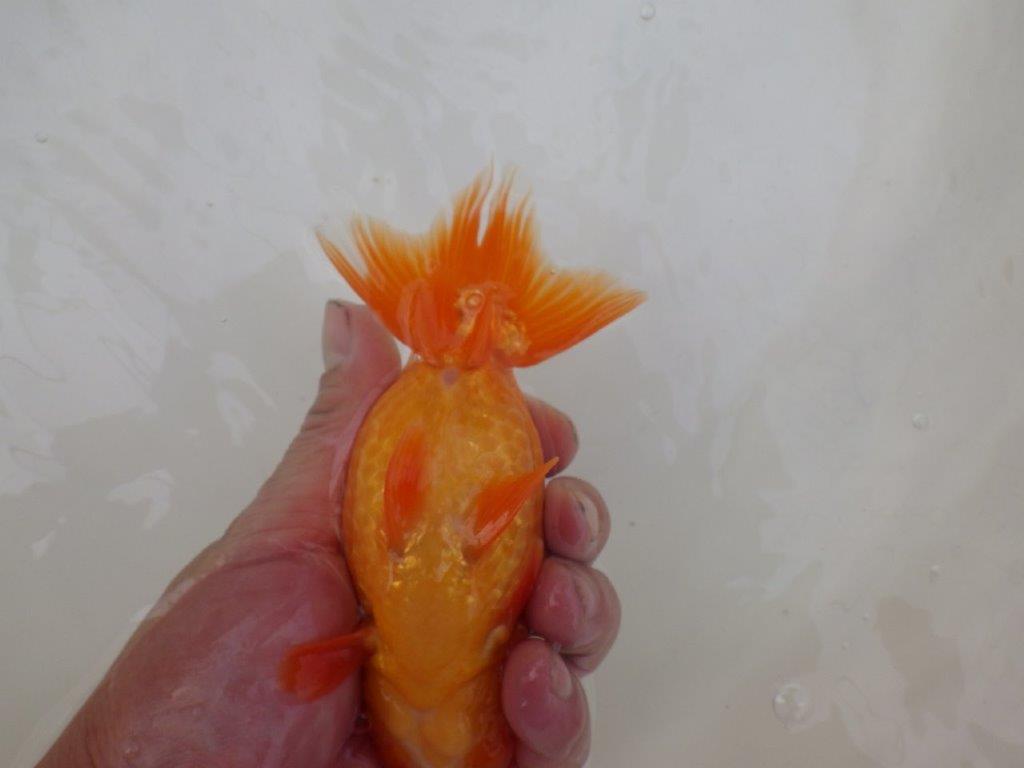 【 和歌山　濱田氏　系統魚】当歳らんちゅう　G　約14,５㎝  四ッ尾　二本舵　オス？