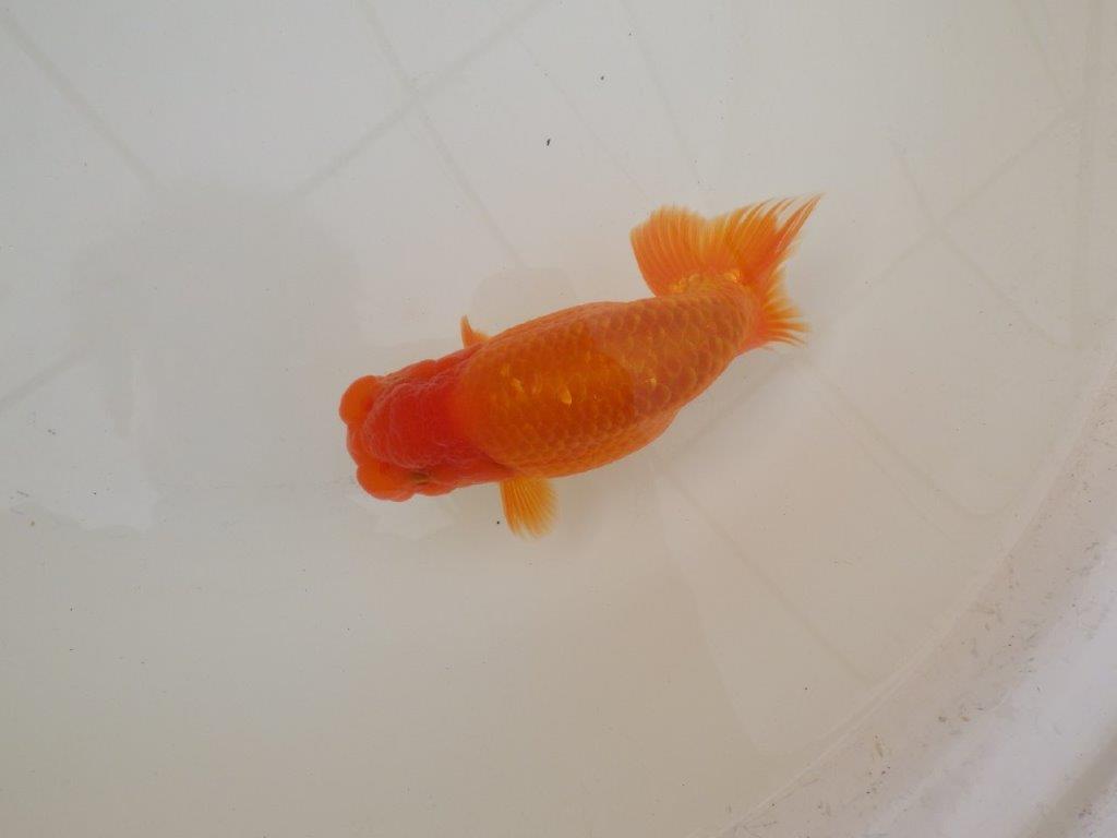 【 和歌山　濱田氏　系統魚】当歳らんちゅう　G　約14,５㎝  四ッ尾　二本舵　オス？