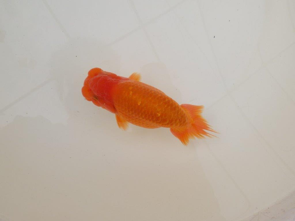 【 和歌山　濱田氏　系統魚】当歳らんちゅう　G　約14,５㎝  四ッ尾　二本舵　オス？