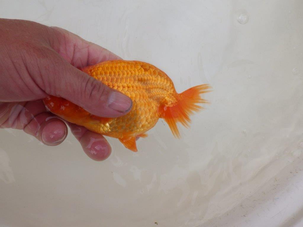 【 和歌山　濱田氏　系統魚】当歳らんちゅう　G　約14,５㎝  四ッ尾　二本舵　オス？