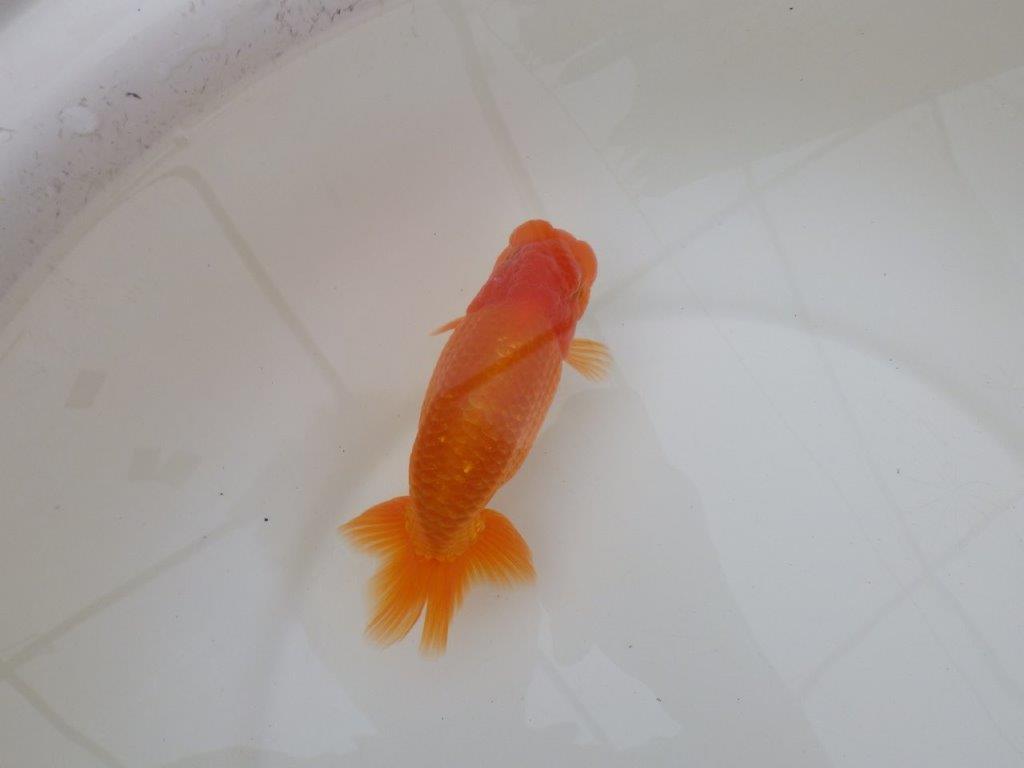 【 和歌山　濱田氏　系統魚】当歳らんちゅう　I　約13㎝  四ッ尾　二本舵　オス？