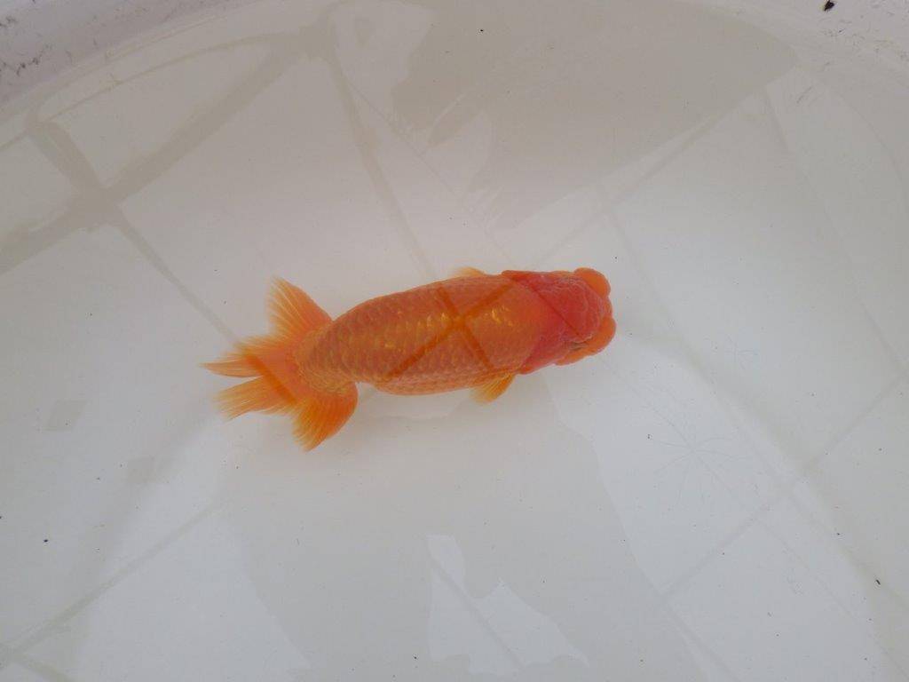 【 和歌山　濱田氏　系統魚】当歳らんちゅう　I　約13㎝  四ッ尾　二本舵　オス？