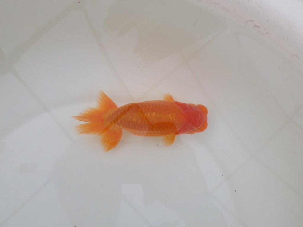 【 和歌山　濱田氏　系統魚】当歳らんちゅう　I　約13㎝  四ッ尾　二本舵　オス？