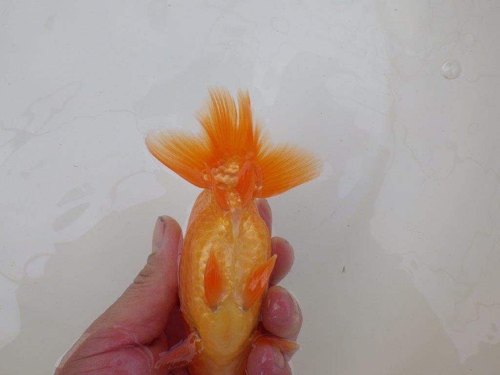 【 和歌山　濱田氏　系統魚】当歳らんちゅう　I　約13㎝  四ッ尾　二本舵　オス？