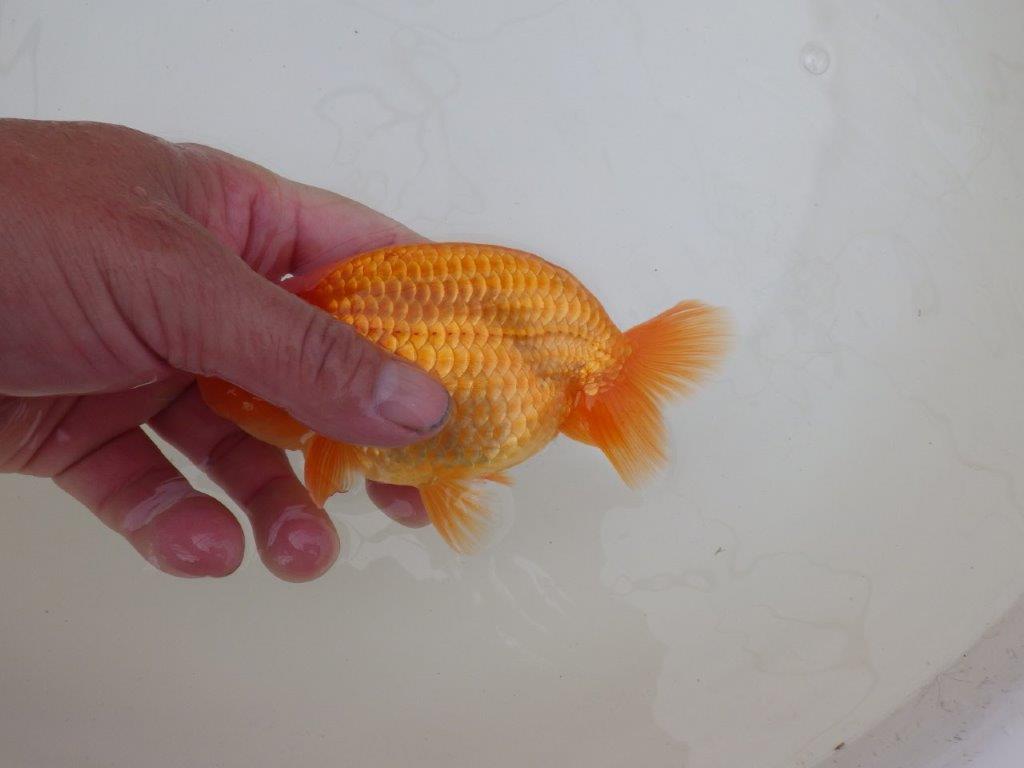 【 和歌山　濱田氏　系統魚】当歳らんちゅう　I　約13㎝  四ッ尾　二本舵　オス？