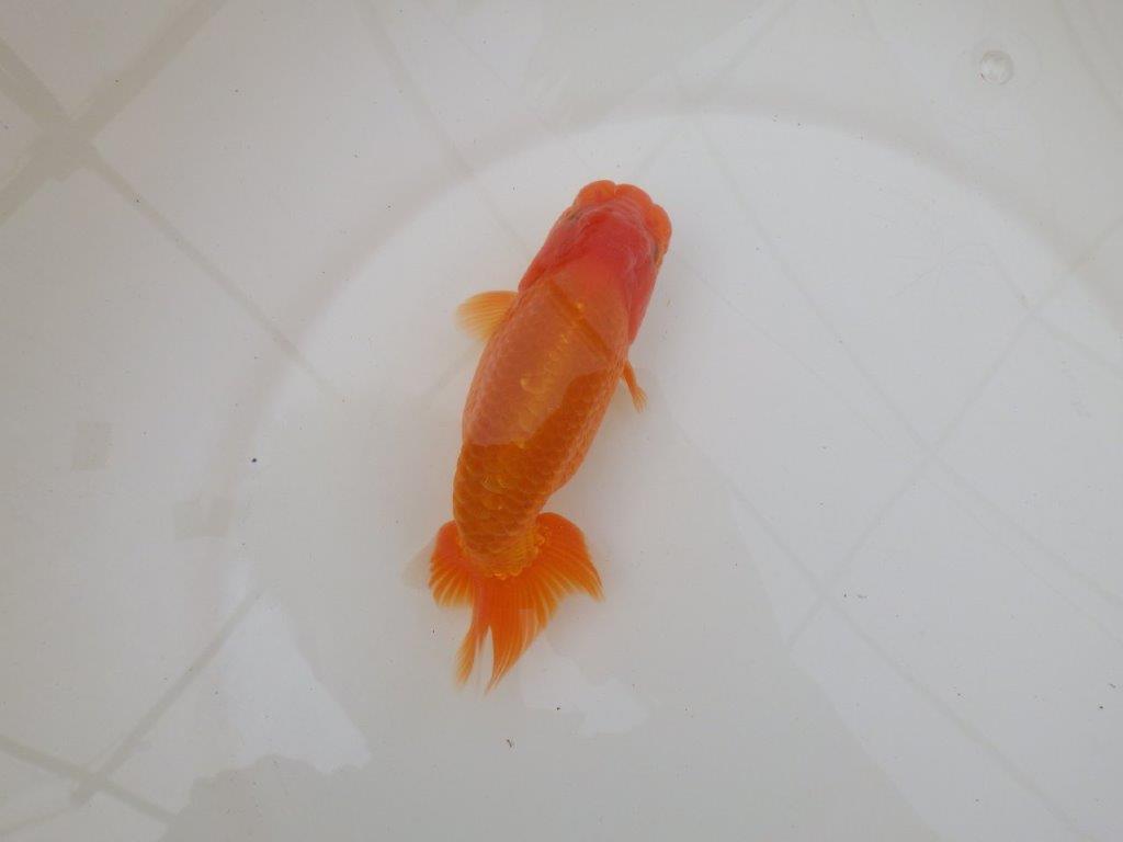 【 和歌山　濱田氏　系統魚】当歳らんちゅう　J　約15㎝  四ッ尾　二本舵　オス？