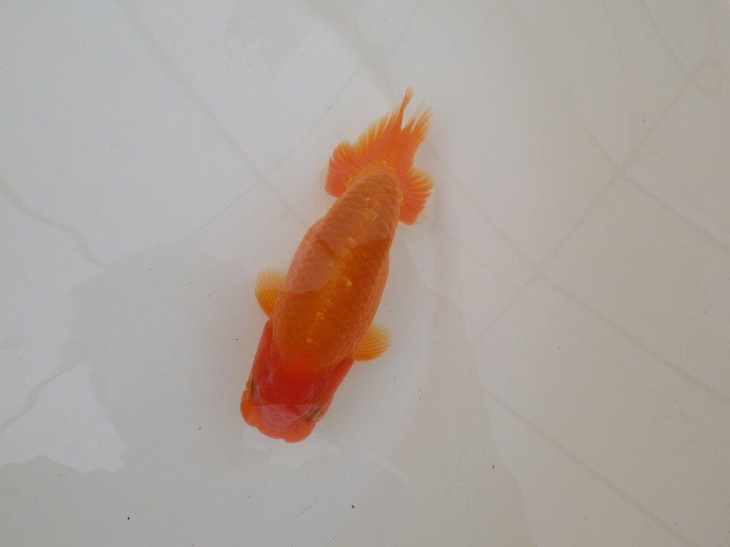 【 和歌山　濱田氏　系統魚】当歳らんちゅう　J　約15㎝  四ッ尾　二本舵　オス？の上身