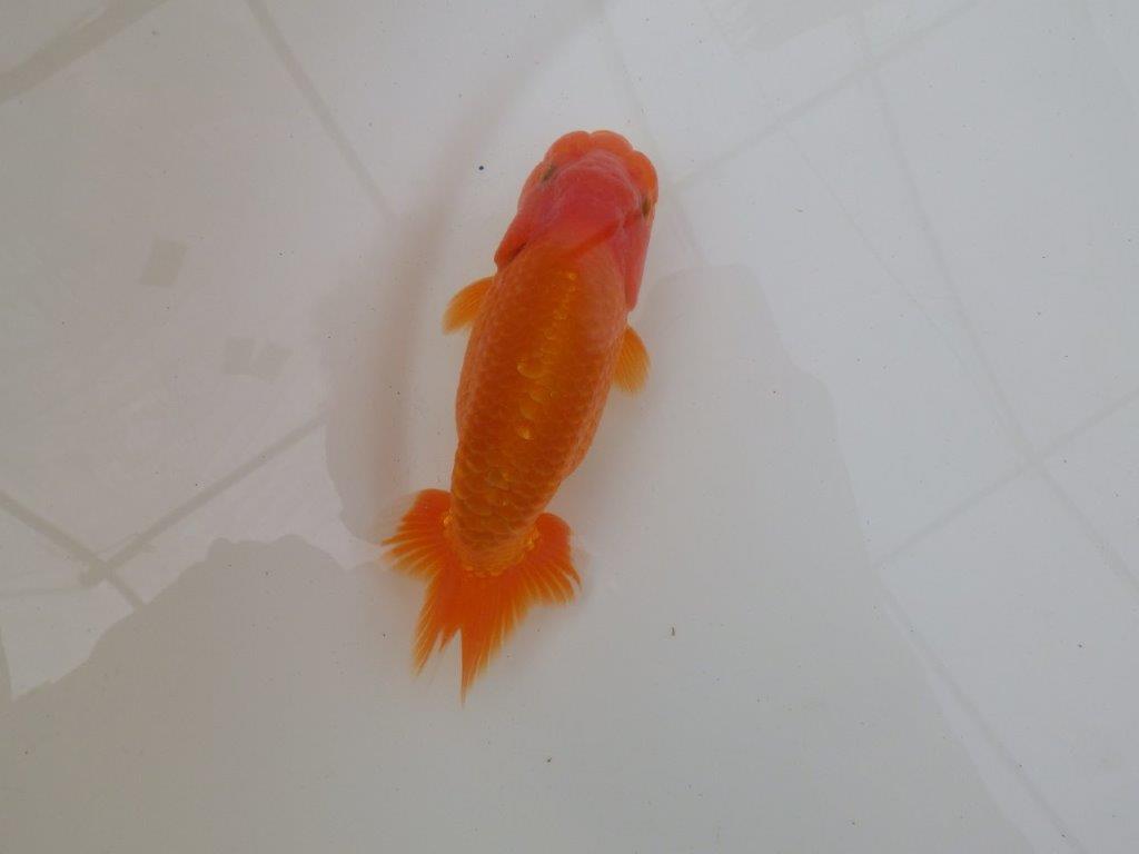 【 和歌山　濱田氏　系統魚】当歳らんちゅう　J　約15㎝  四ッ尾　二本舵　オス？