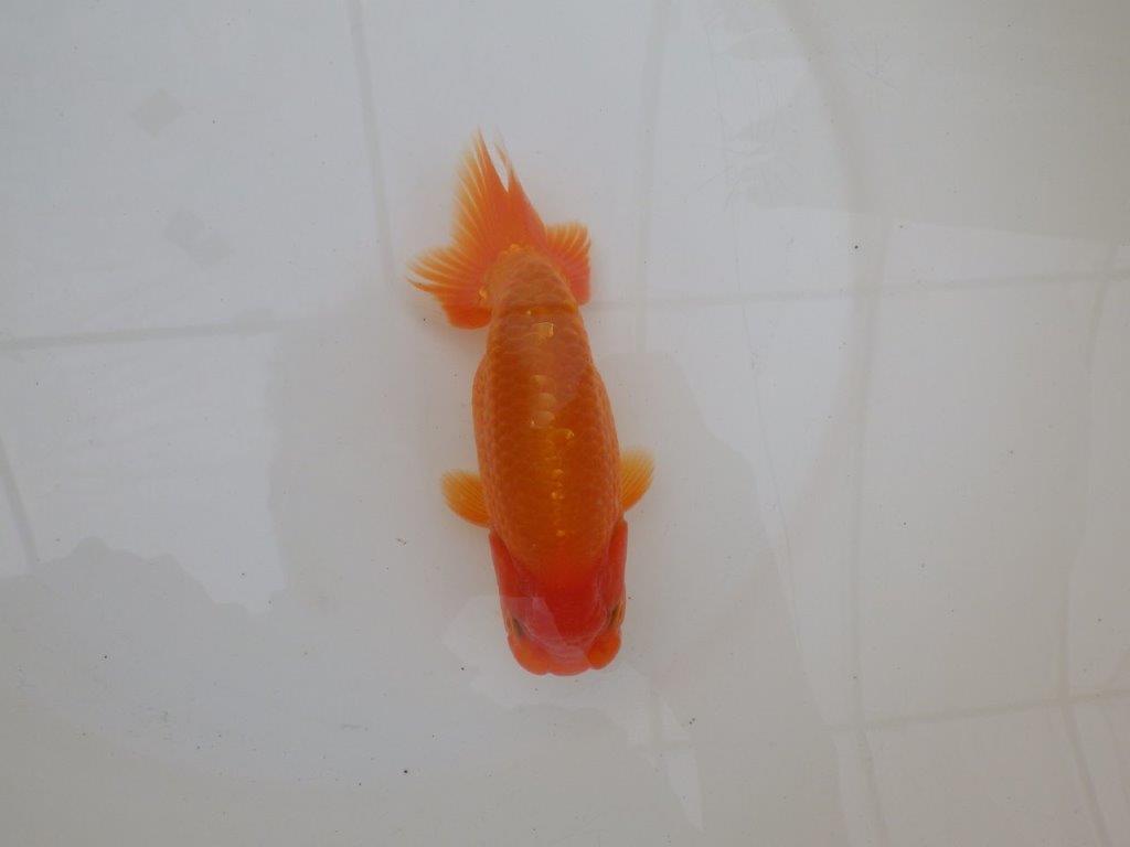 【 和歌山　濱田氏　系統魚】当歳らんちゅう　J　約15㎝  四ッ尾　二本舵　オス？