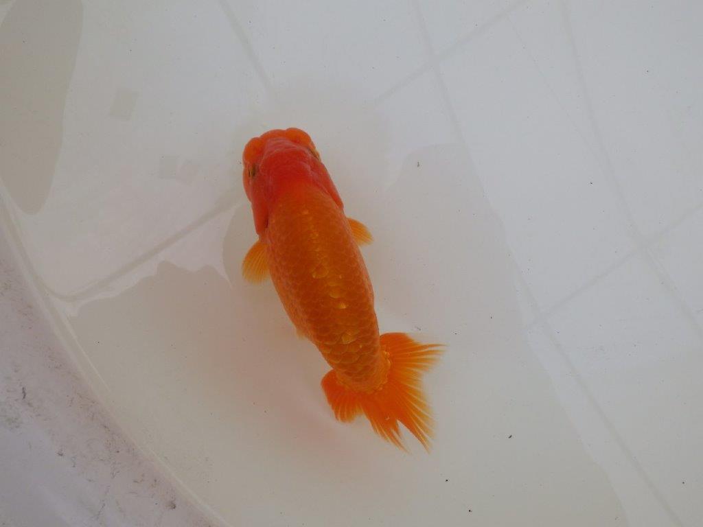 【 和歌山　濱田氏　系統魚】当歳らんちゅう　J　約15㎝  四ッ尾　二本舵　オス？