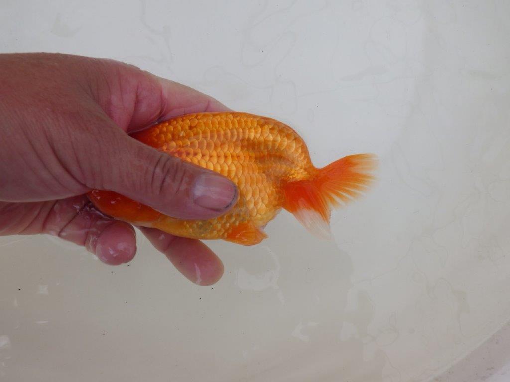 【 和歌山　濱田氏　系統魚】当歳らんちゅう　J　約15㎝  四ッ尾　二本舵　オス？