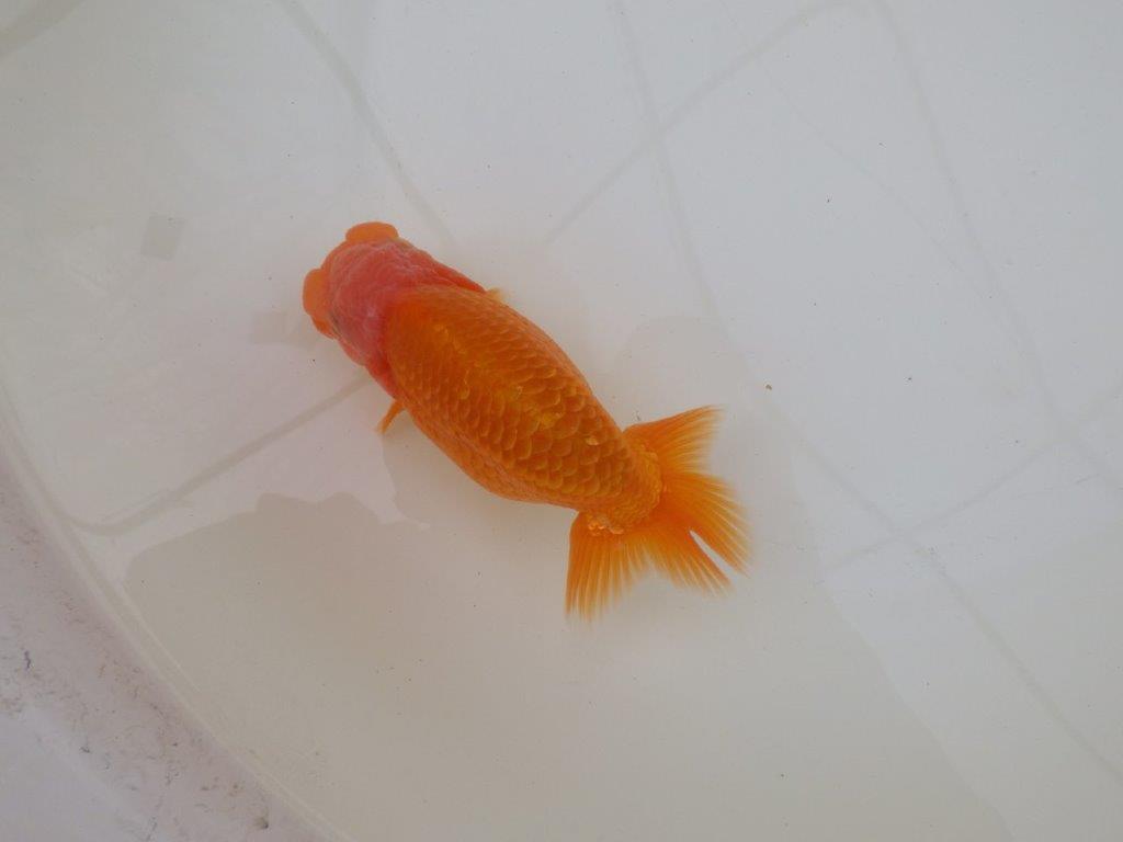 【 和歌山　濱田氏　系統魚】当歳らんちゅう　K　約14㎝  四ッ尾　二本舵　メス？