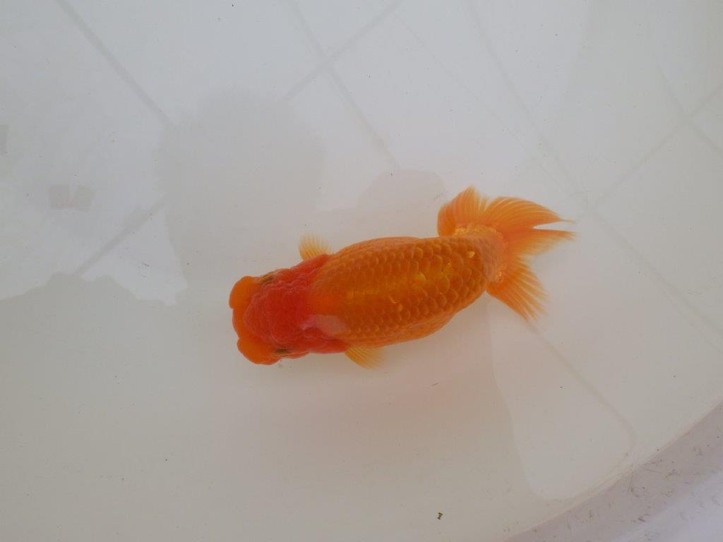 【 和歌山　濱田氏　系統魚】当歳らんちゅう　K　約14㎝  四ッ尾　二本舵　メス？