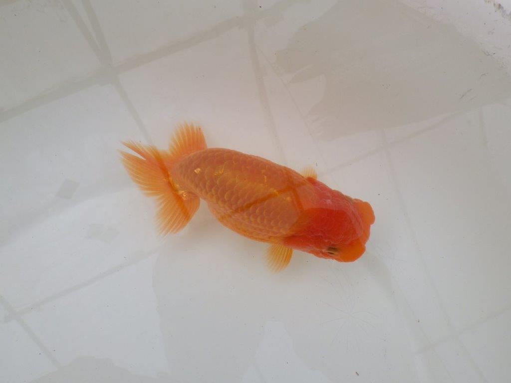 【 和歌山　濱田氏　系統魚】当歳らんちゅう　K　約14㎝  四ッ尾　二本舵　メス？の上身