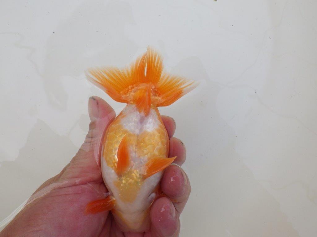 【 和歌山　濱田氏　系統魚】当歳らんちゅう　M　約13㎝  四ッ尾　二本舵　オス？