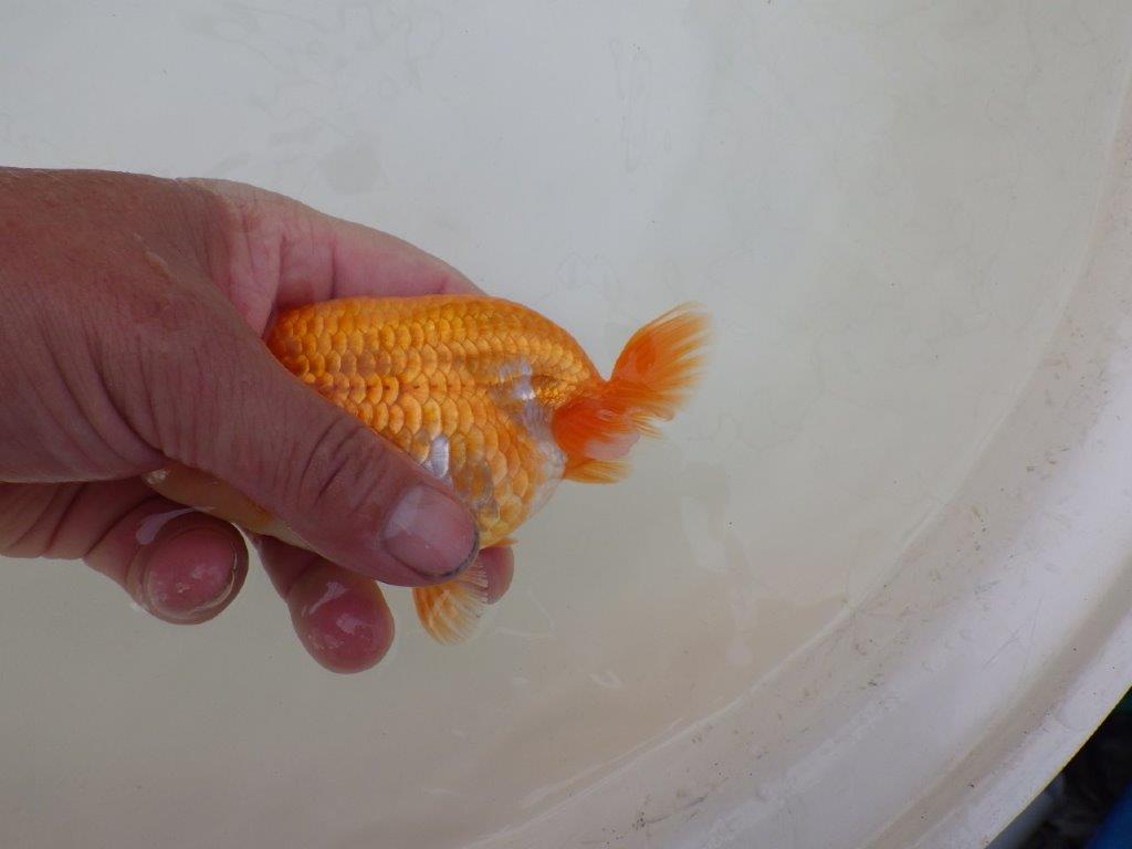 【 和歌山　濱田氏　系統魚】当歳らんちゅう　M　約13㎝  四ッ尾　二本舵　オス？