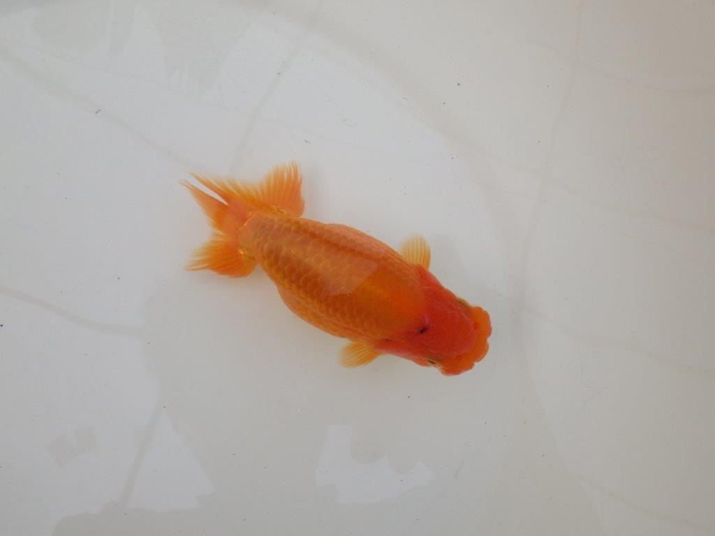 【 和歌山　濱田氏　系統魚】当歳らんちゅう　M　約13㎝  四ッ尾　二本舵　オス？