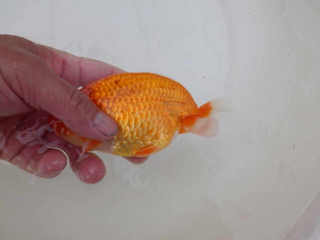 【 和歌山 濱田氏 系統魚】当歳らんちゅう N 約14,5㎝ 四ッ尾 二本舵 オス?