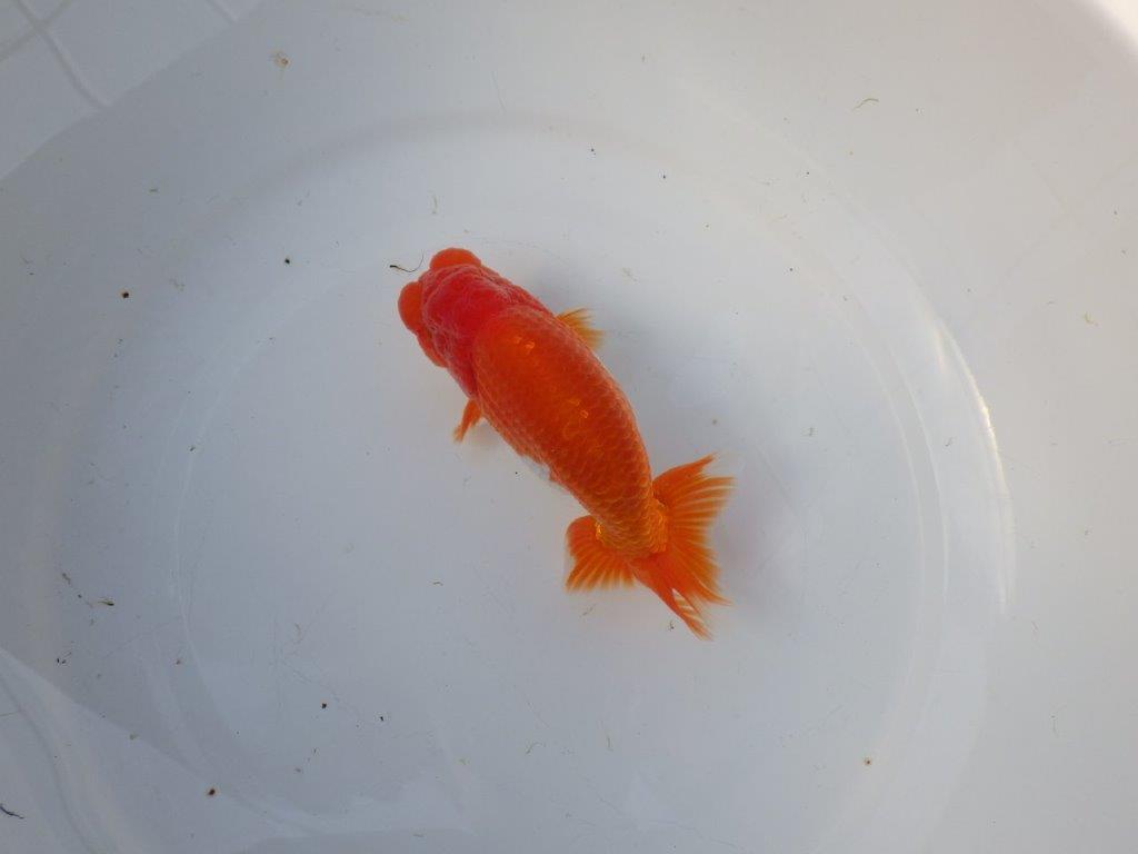 【 愛知 高須氏 作出】大きめサイズの綺麗な更紗当歳らんちゅう 約15㎝ 四ッ尾 二本舵 オス?