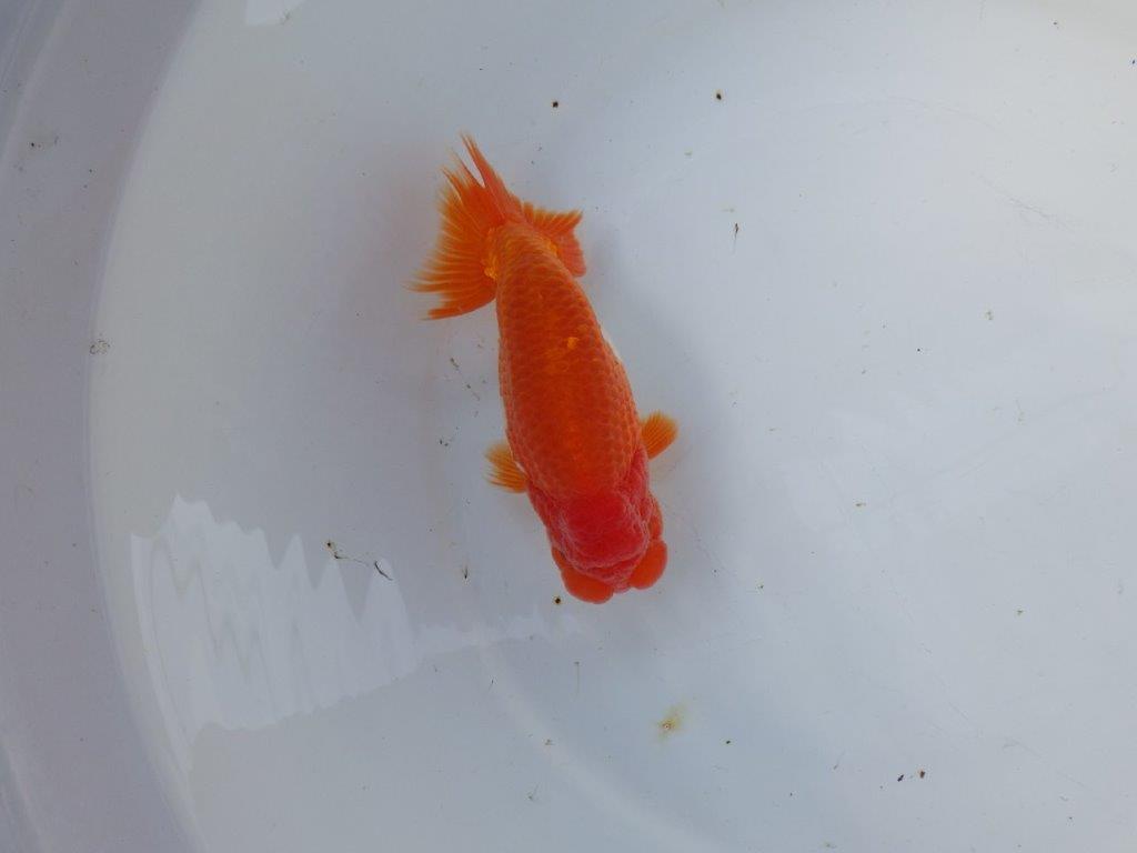 【 愛知 高須氏 作出】大きめサイズの綺麗な更紗当歳らんちゅう 約15㎝ 四ッ尾 二本舵 オス?