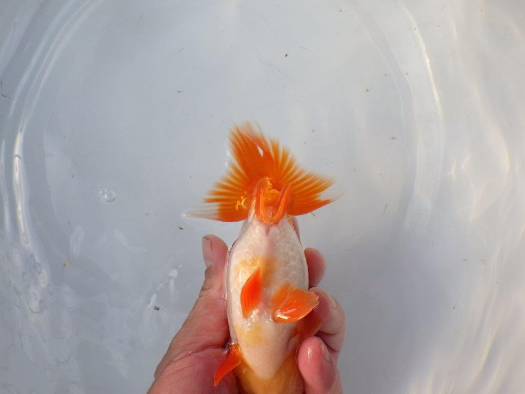 【 愛知 高須氏 作出】大きめサイズの綺麗な更紗当歳らんちゅう 約15㎝ 四ッ尾 二本舵 オス?