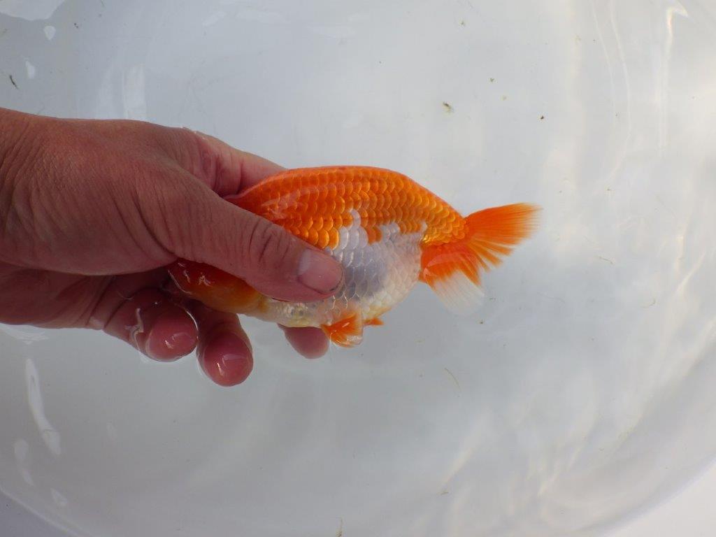 【 愛知 高須氏 作出】大きめサイズの綺麗な更紗当歳らんちゅう 約15㎝ 四ッ尾 二本舵 オス?