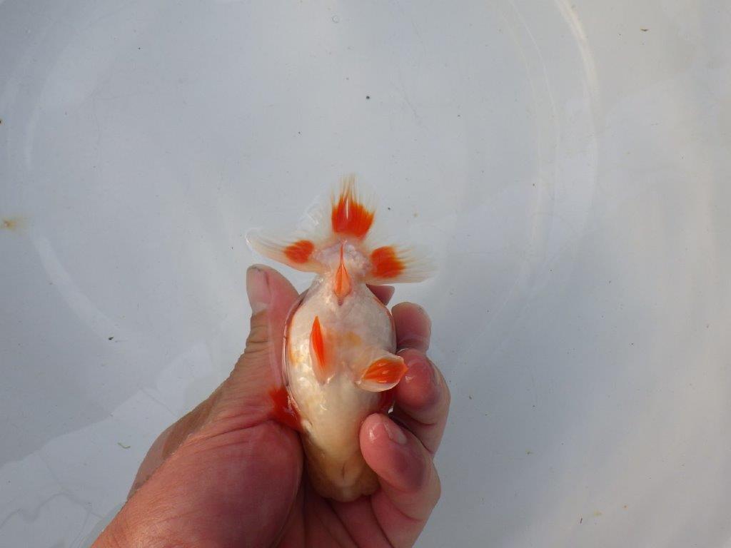 【 全国トップブリーダー　山田芳人氏　作出】綺麗な更紗当歳らんちゅう　約12㎝  四ッ尾　二本舵　オス？