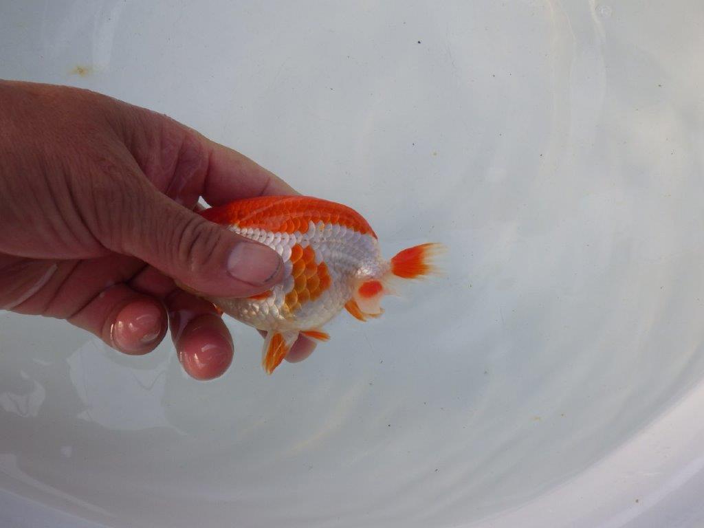 【 全国トップブリーダー　山田芳人氏　作出】綺麗な更紗当歳らんちゅう　約12㎝  四ッ尾　二本舵　オス？