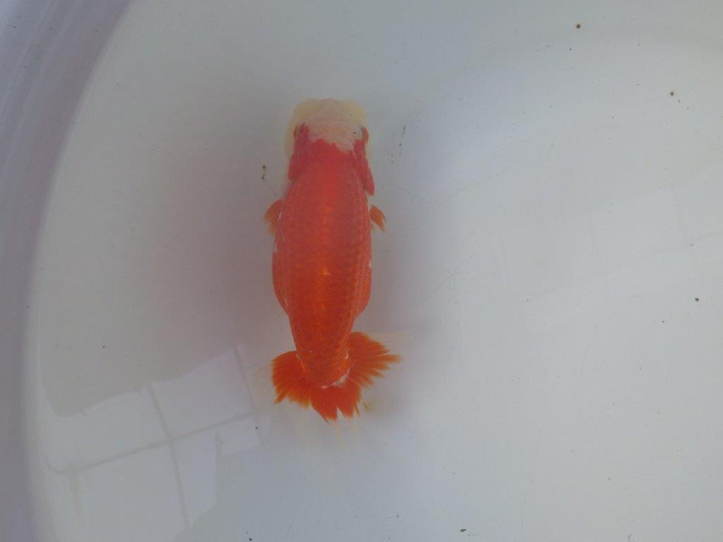 【 全国トップブリーダー　山田芳人氏　作出】飼い込みお勧め当歳らんちゅう　約15㎝  四ッ尾　二本舵　メス？