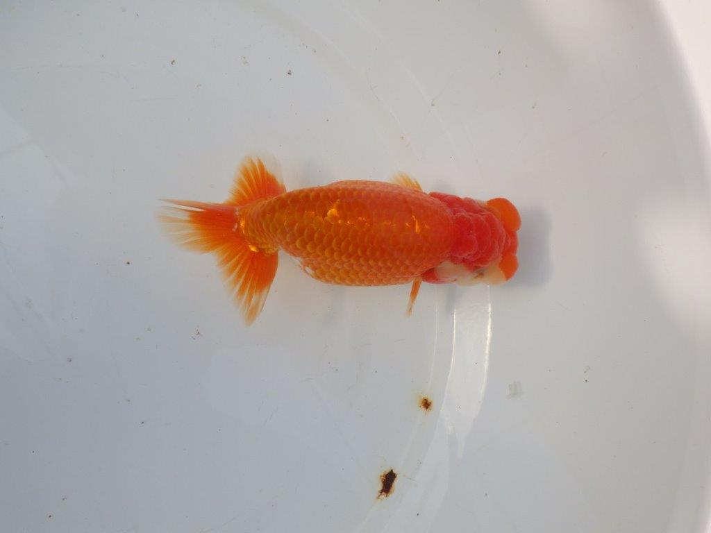 【 愛知ベテランブリーダー石黒氏　作出】おすすめ系統当歳らんちゅう　約14㎝  四ッ尾　二本舵　メス？