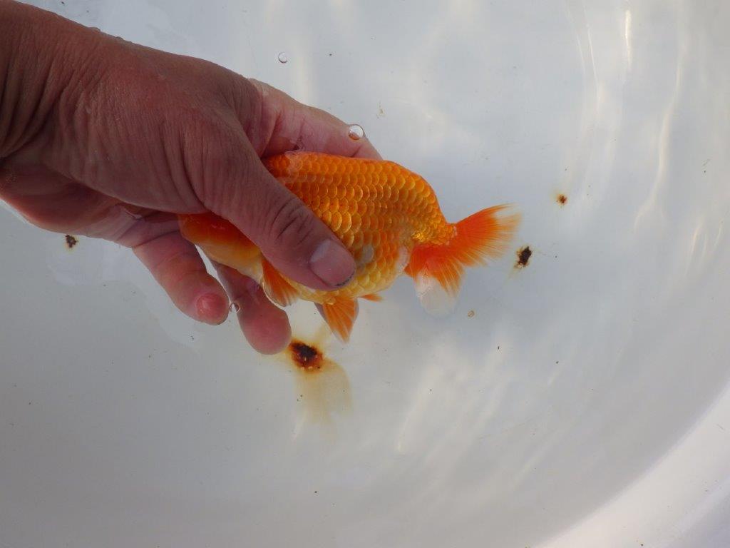 【 愛知ベテランブリーダー石黒氏　作出】おすすめ系統当歳らんちゅう　約14㎝  四ッ尾　二本舵　メス？