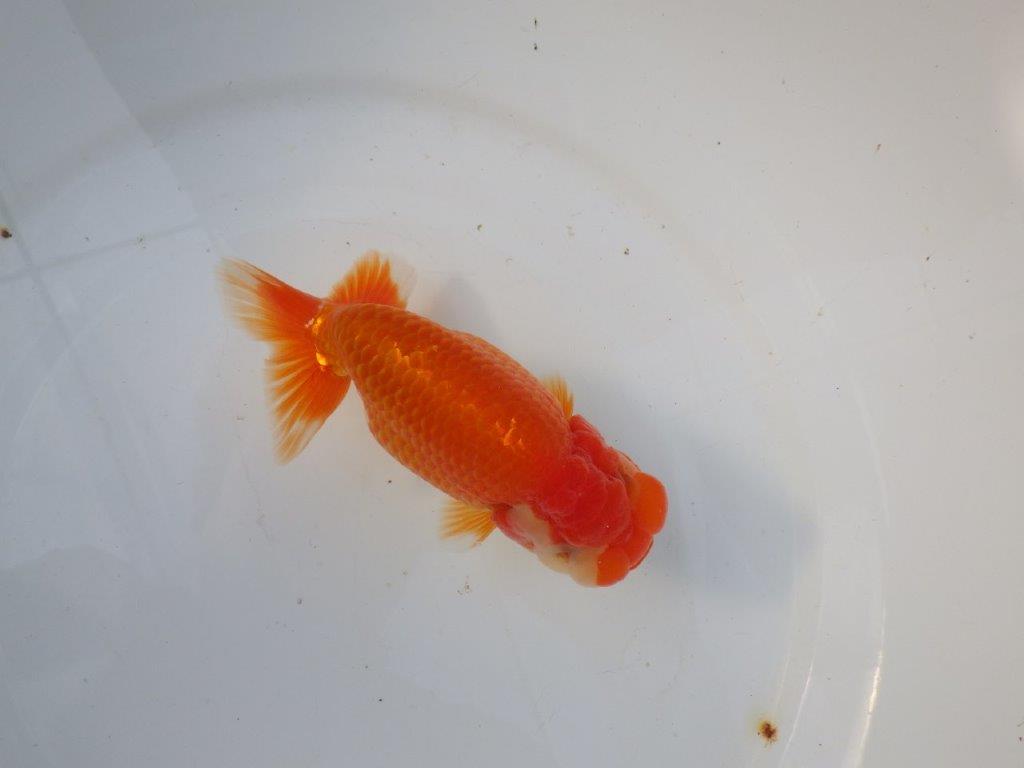 【 愛知ベテランブリーダー石黒氏　作出】おすすめ系統当歳らんちゅう　約14㎝  四ッ尾　二本舵　メス？