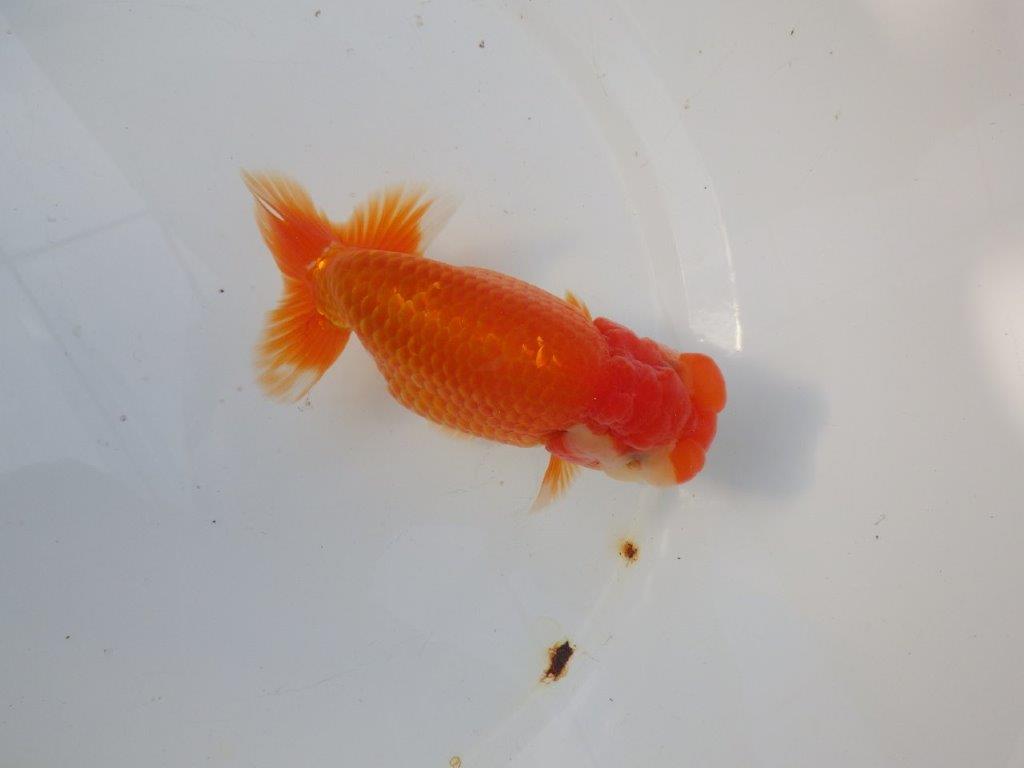 【 愛知ベテランブリーダー石黒氏　作出】おすすめ系統当歳らんちゅう　約14㎝  四ッ尾　二本舵　メス？