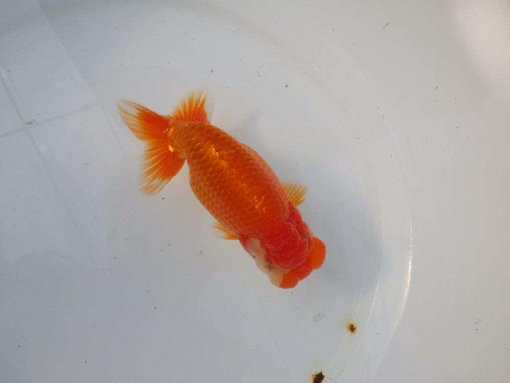 【 愛知ベテランブリーダー石黒氏　作出】おすすめ系統当歳らんちゅう　約14㎝  四ッ尾　二本舵　メス？