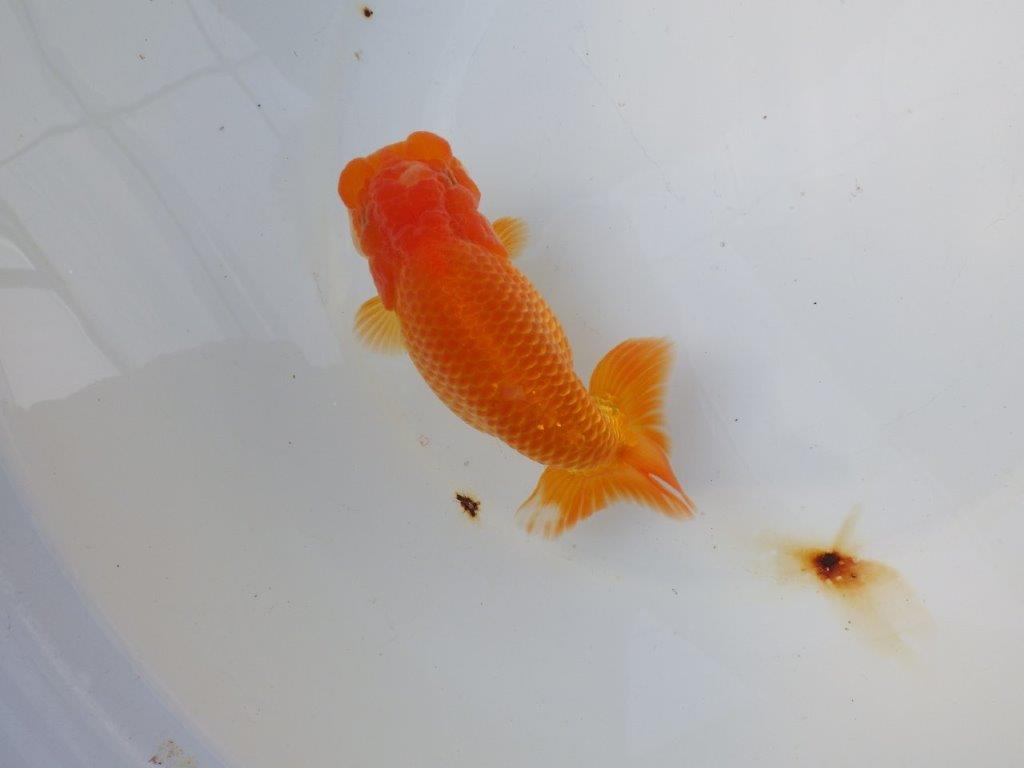 【 愛知ベテランブリーダー石黒氏　作出】二歳会に向けて！当歳らんちゅう　約1５㎝  四ッ尾　二本舵　メス？