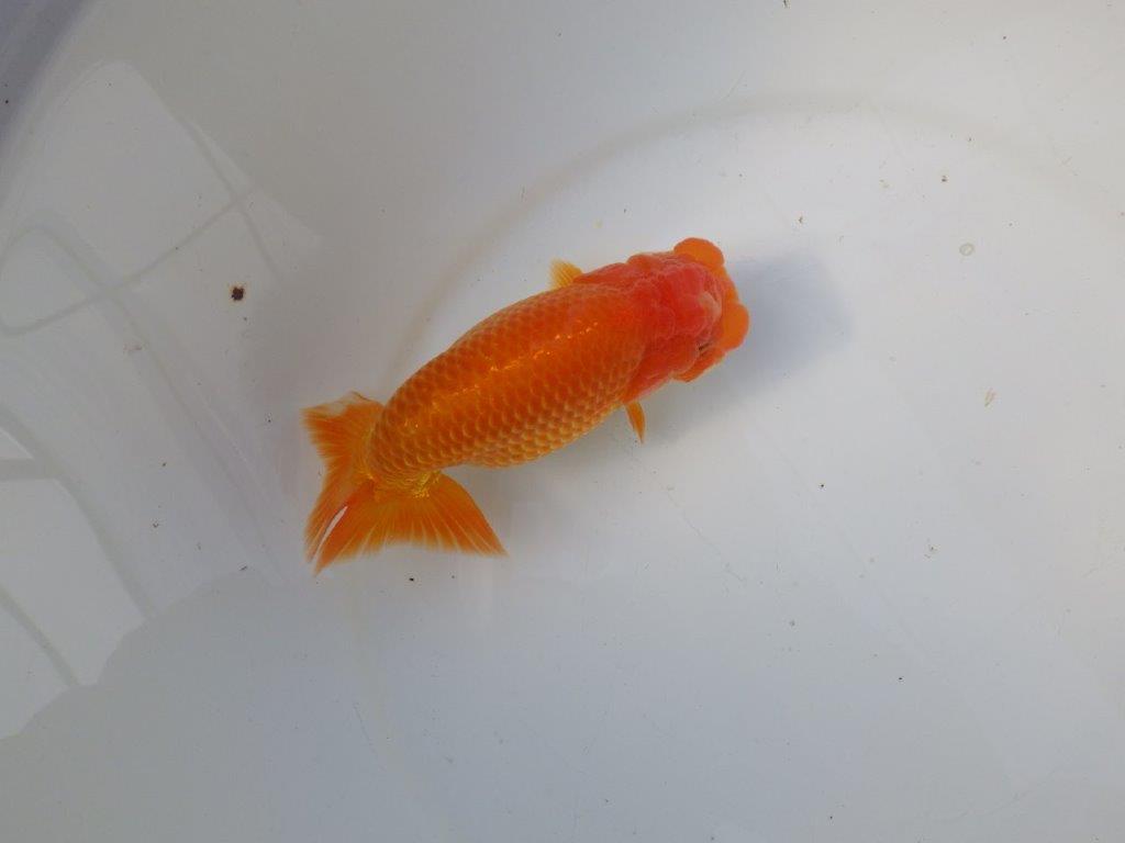 【 愛知ベテランブリーダー石黒氏　作出】二歳会に向けて！当歳らんちゅう　約1５㎝  四ッ尾　二本舵　メス？