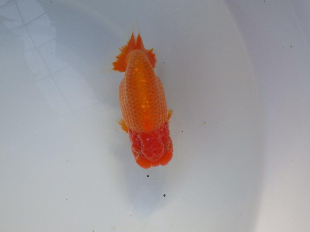 【全国大会上位入賞経験あり 三重 中井氏 作出】素晴らしい系統の当歳らんちゅう 約13,5㎝ 四ッ尾 一本舵 オス?