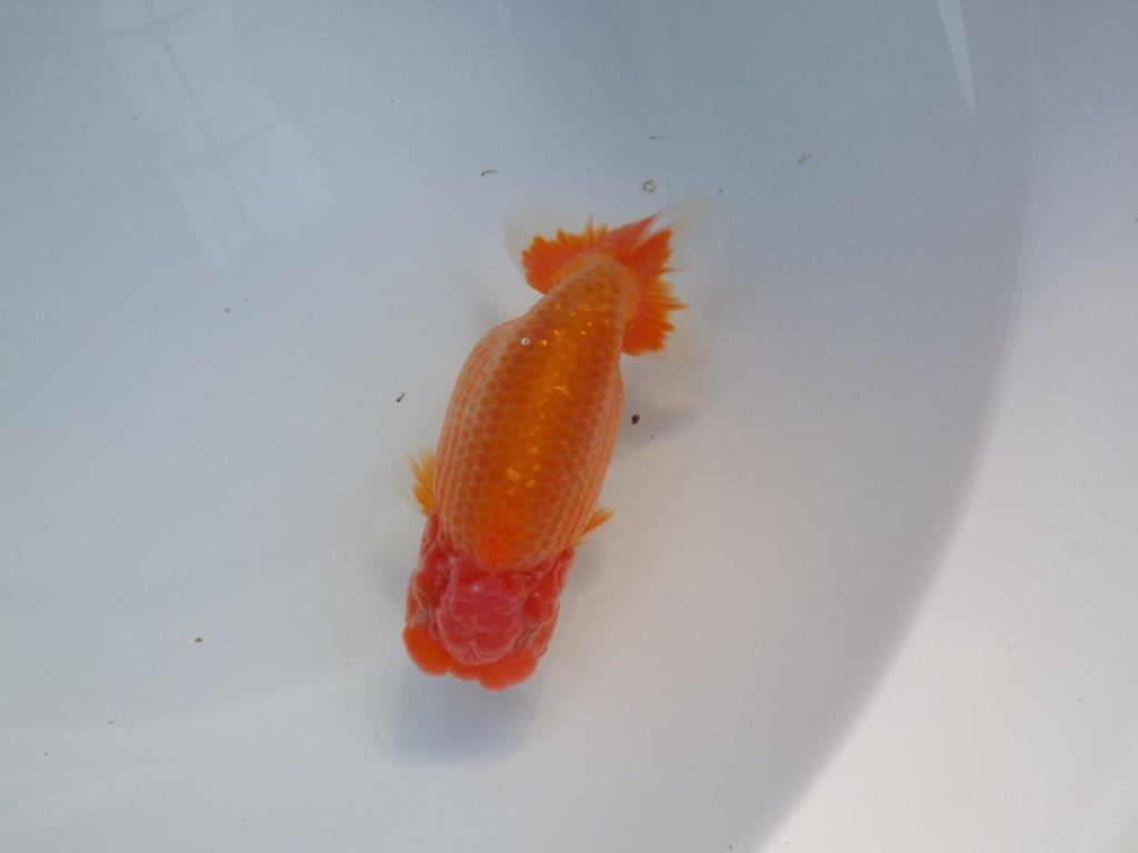 【全国大会上位入賞経験あり 三重 中井氏 作出】素晴らしい系統の当歳らんちゅう 約13,5㎝ 四ッ尾 一本舵 オス?