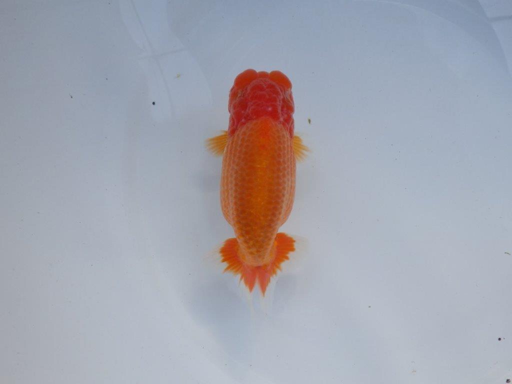 【全国大会上位入賞経験あり 三重 中井氏 作出】素晴らしい系統の当歳らんちゅう 約13,5㎝ 四ッ尾 一本舵 オス?