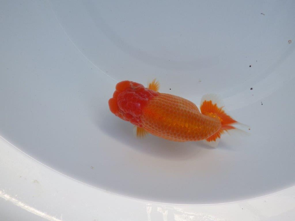 【全国大会上位入賞経験あり 三重 中井氏 作出】素晴らしい系統の当歳らんちゅう 約13,5㎝ 四ッ尾 一本舵 オス?