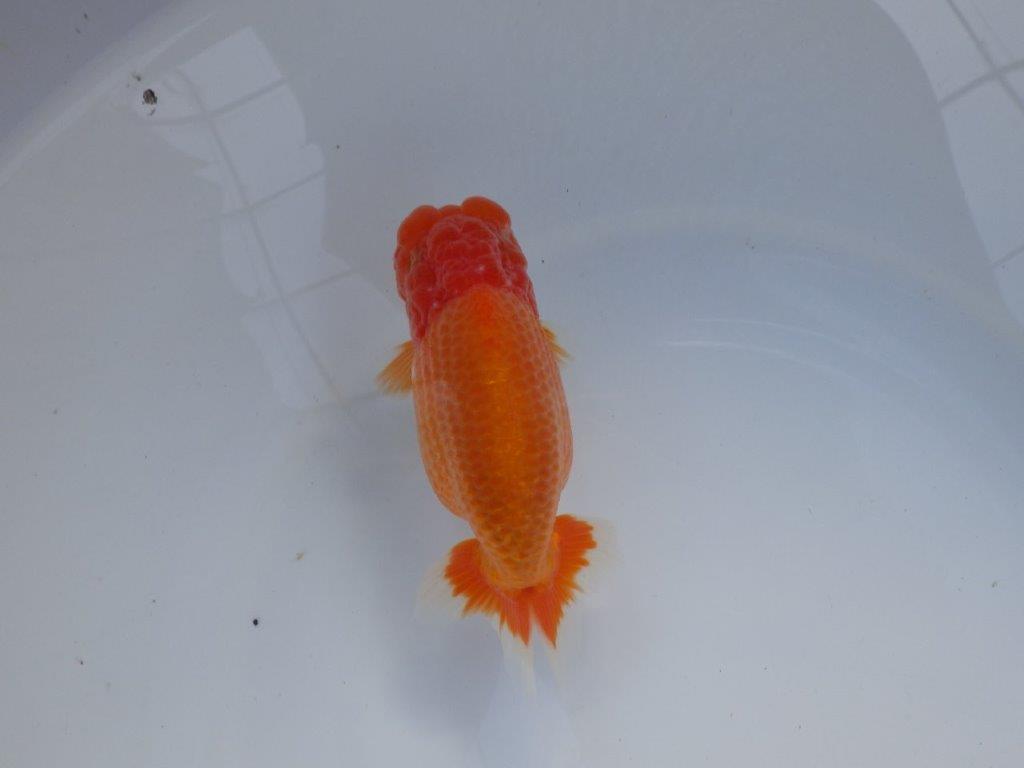 【全国大会上位入賞経験あり 三重 中井氏 作出】素晴らしい系統の当歳らんちゅう 約13,5㎝ 四ッ尾 一本舵 オス?