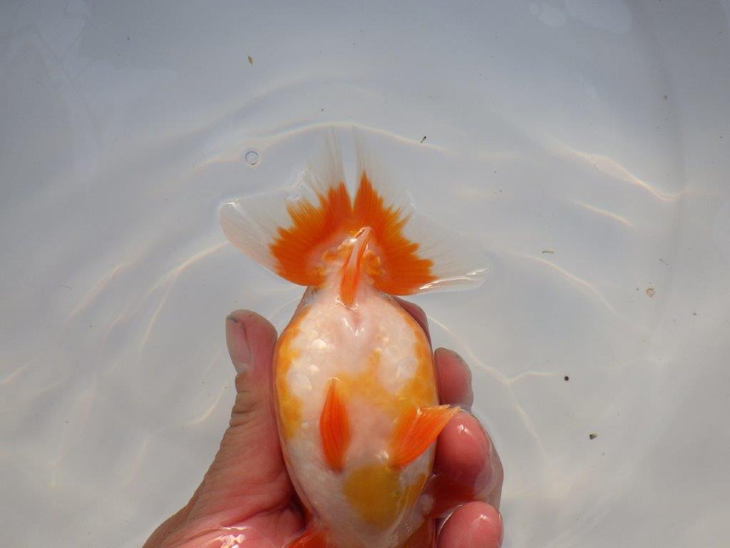 【全国大会上位入賞経験あり 三重 中井氏 作出】素晴らしい系統の当歳らんちゅう 約13,5㎝ 四ッ尾 一本舵 オス?