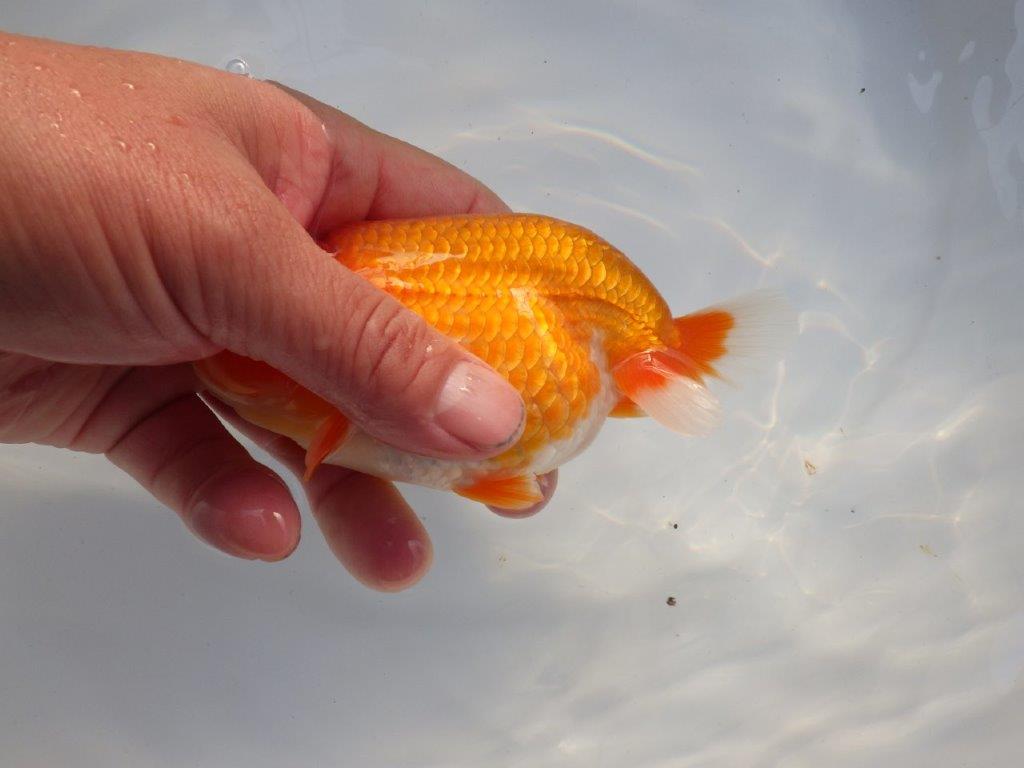 【全国大会上位入賞経験あり 三重 中井氏 作出】素晴らしい系統の当歳らんちゅう 約13,5㎝ 四ッ尾 一本舵 オス?